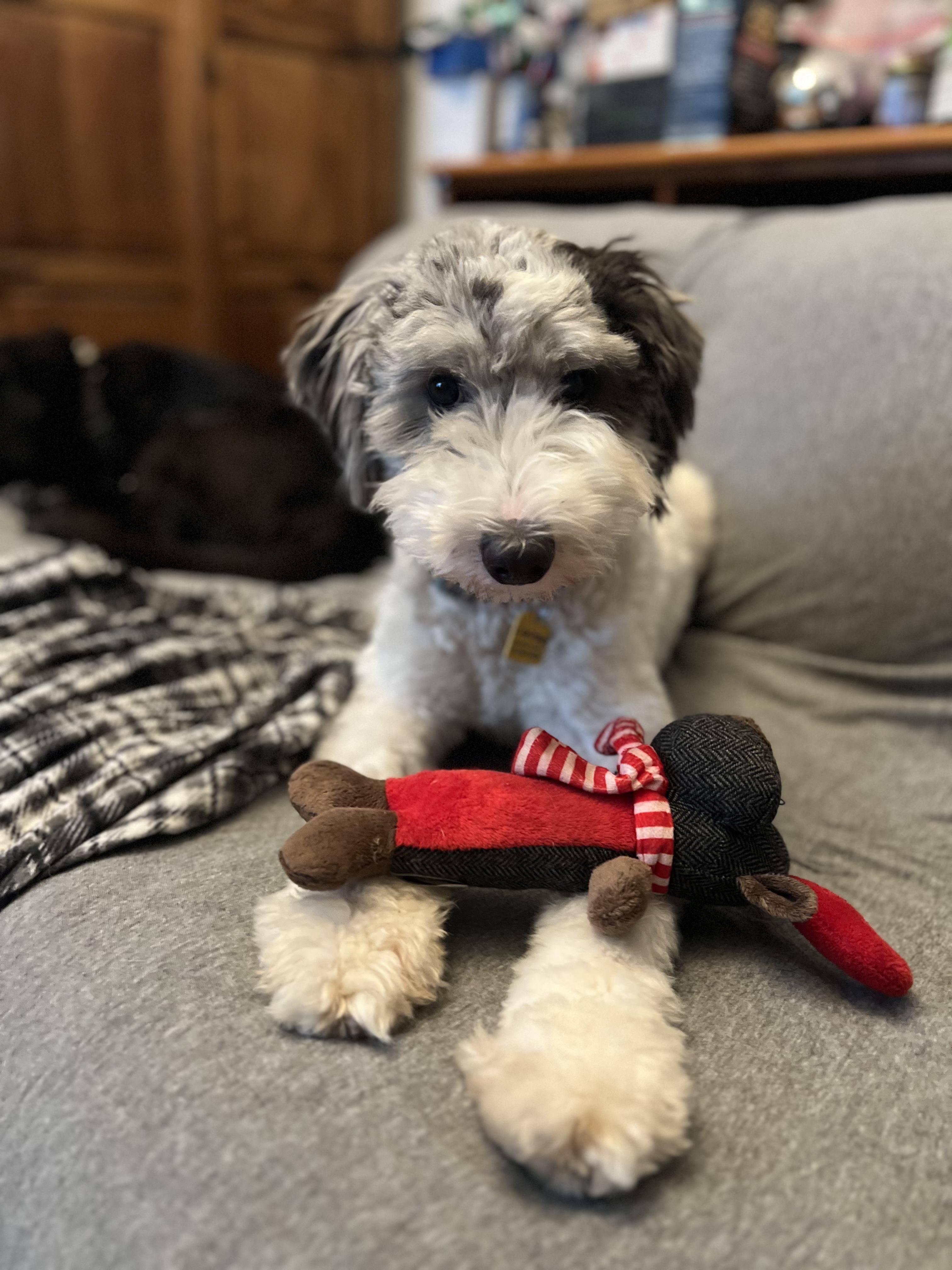 Custard, ADOPTABLE, Young Male Sheepadoodle.