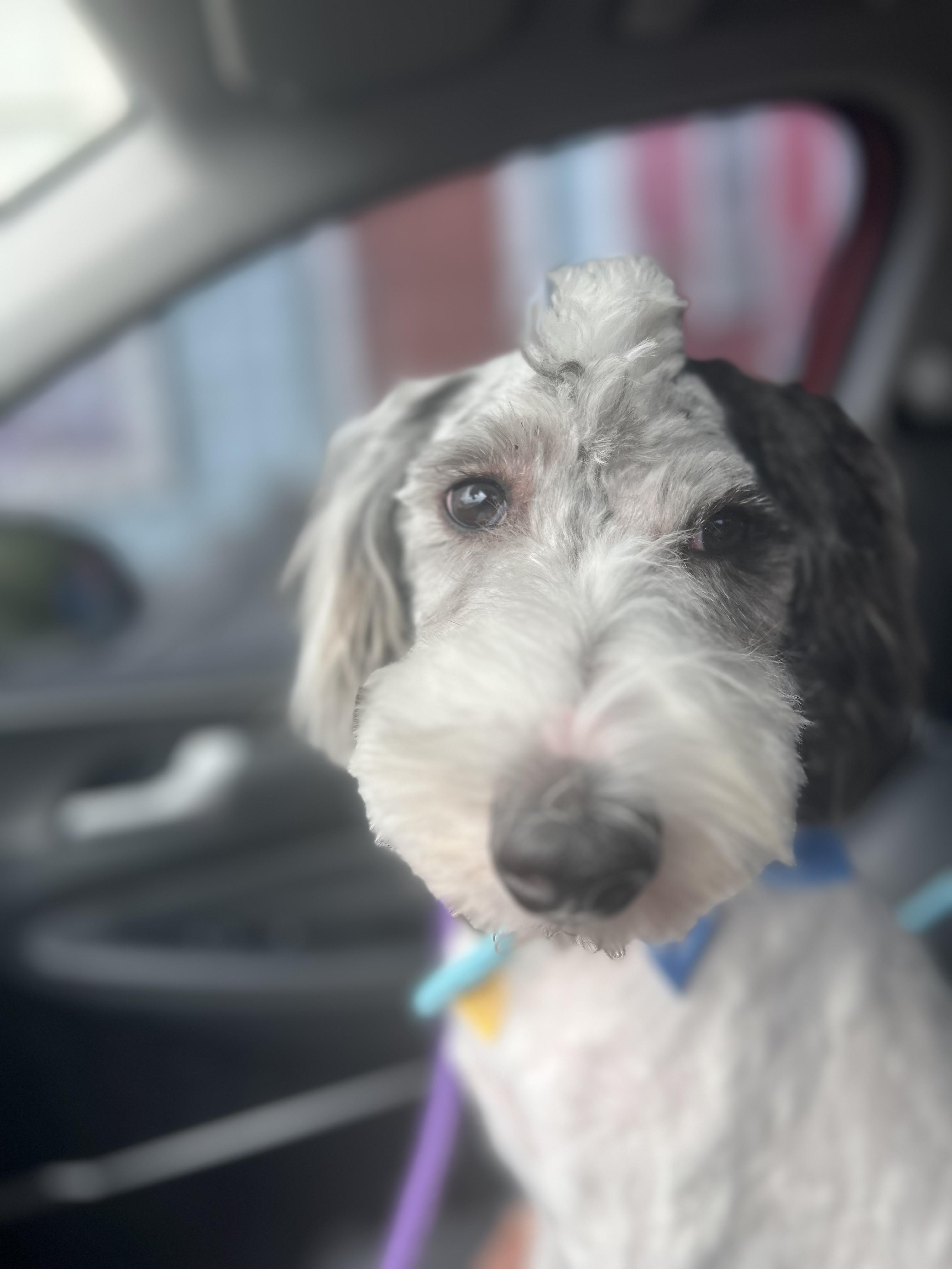 Custard, a ADOPTABLE Sheepadoodle in New Orleans, LA image 2/3