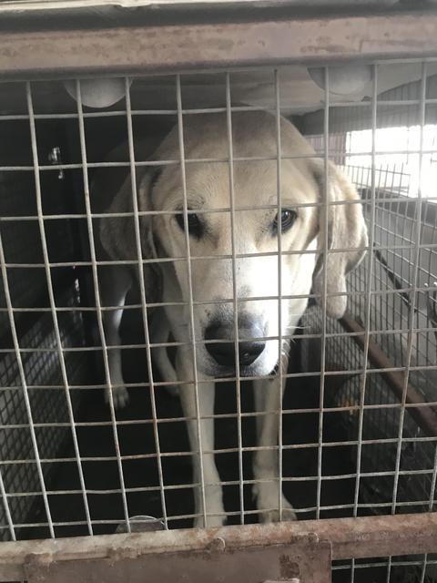 Enlarge ROCKY**, a Adoptable mixed breed in Belton, TX image 1/2