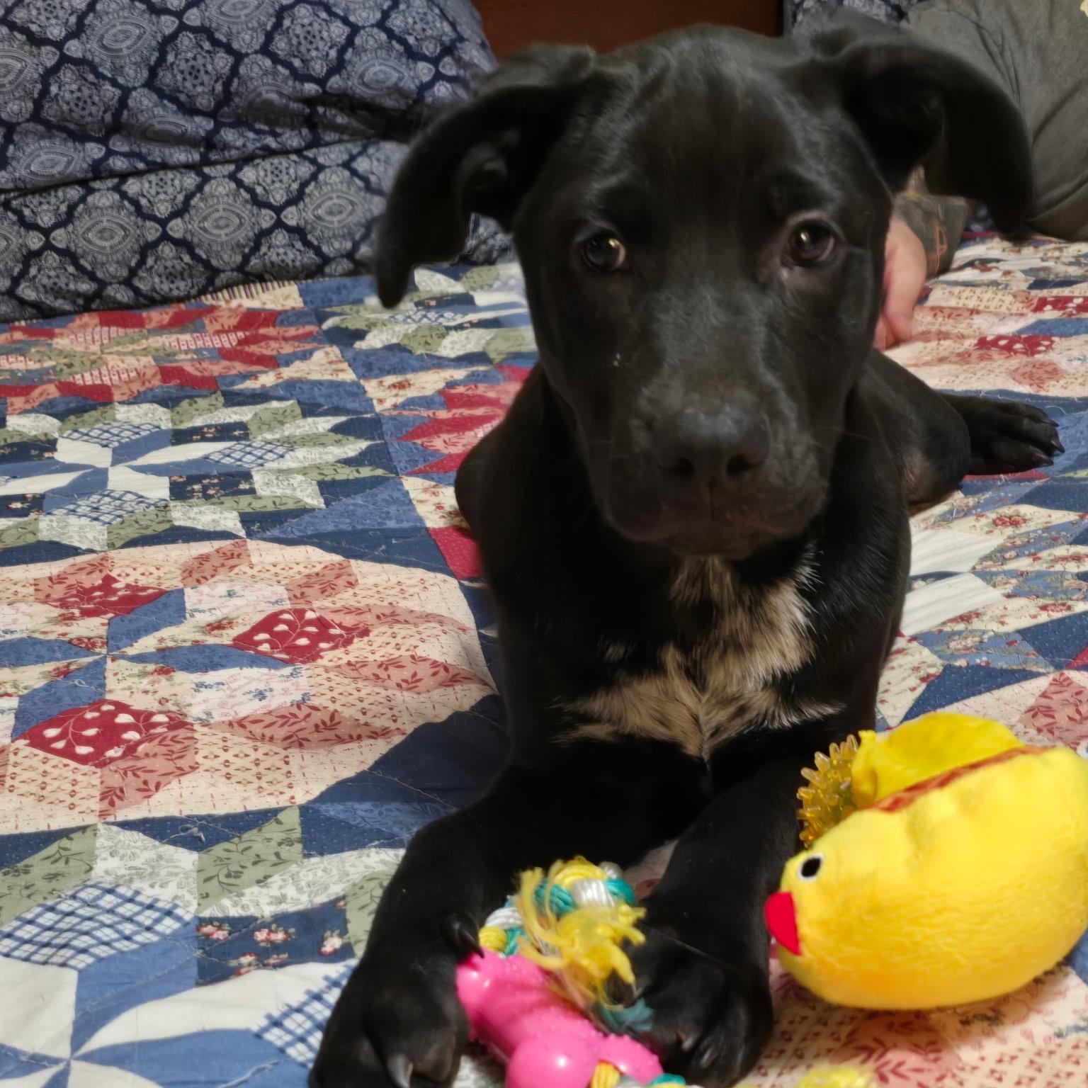 Enlarge Ella, an adopted mixed breed in Pottsboro, TX image 4/4