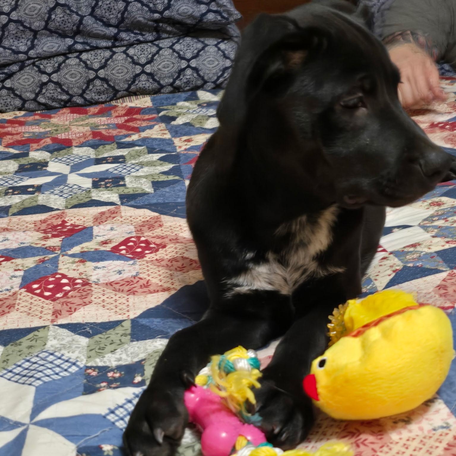 Enlarge Ella, an adopted mixed breed in Pottsboro, TX image 3/4