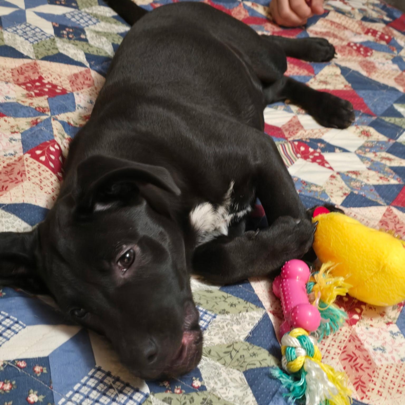 Enlarge Ella, an adopted mixed breed in Pottsboro, TX image 2/4