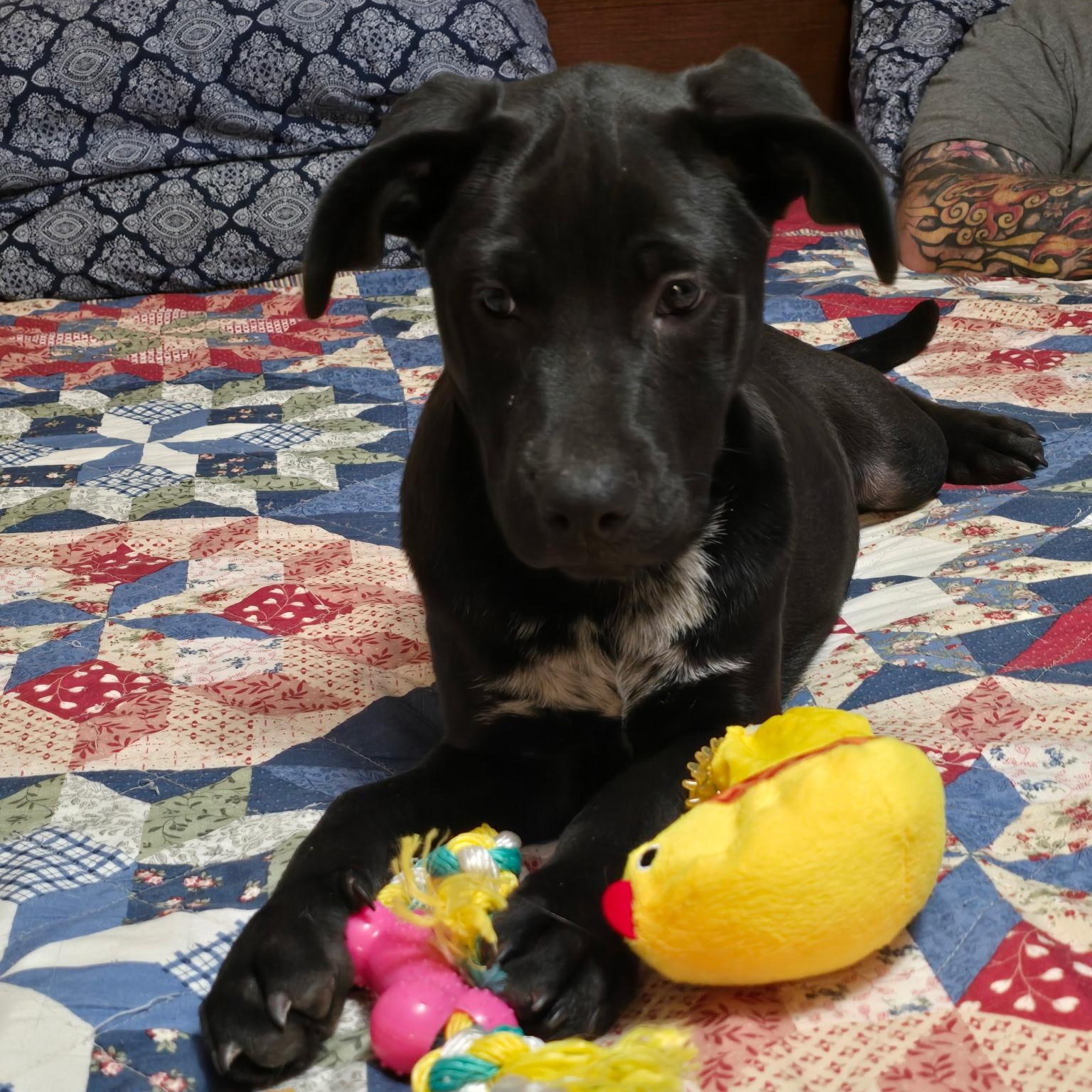 Enlarge Ella, an adopted mixed breed in Pottsboro, TX image 1/4