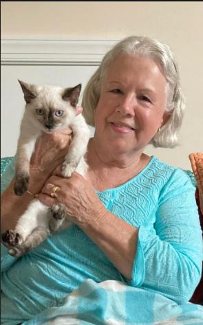 Flour, Adopted, Young Female Domestic Short Hair.