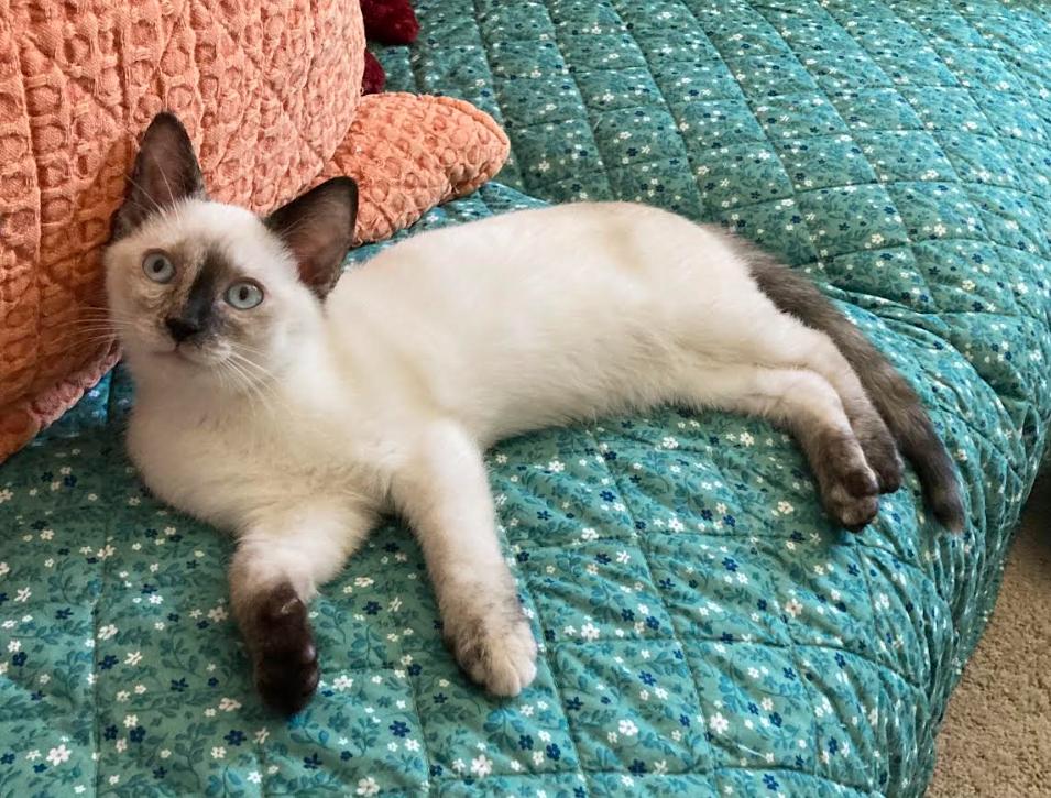 Enlarge Flour, a Adopted Domestic Short Hair in Hampstead, NC image 2/3
