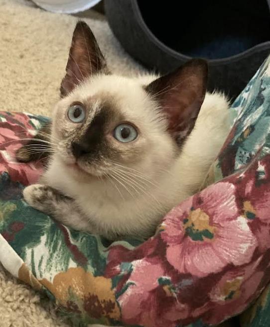 Enlarge Flour, a Adopted Domestic Short Hair in Hampstead, NC image 3/3