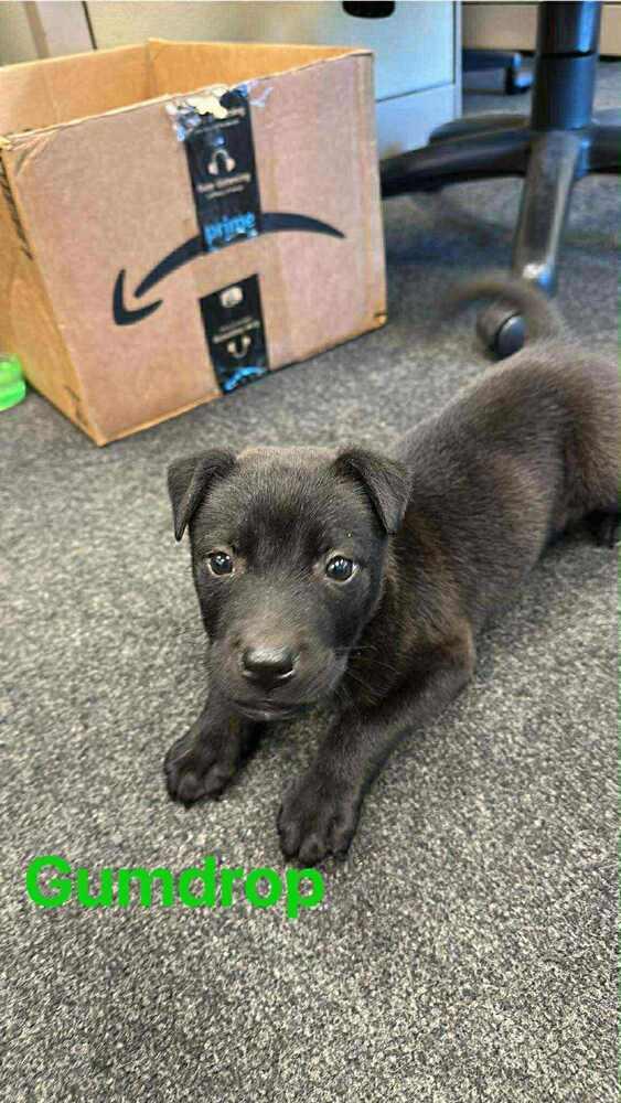 Gumdrop, Adoptable, Puppy Male Labrador Retriever.