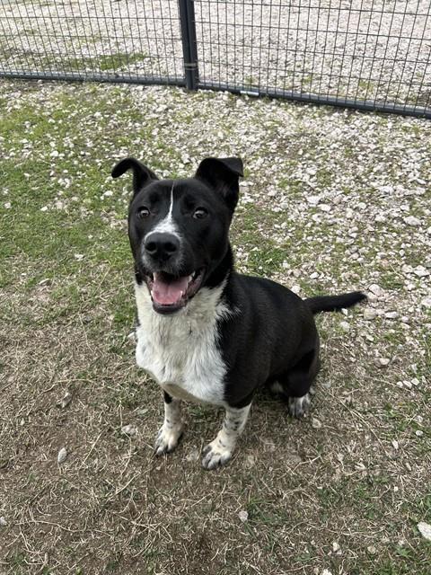 Enlarge FRAZIER, a Adoptable mixed breed in Chester, SC image 1/1