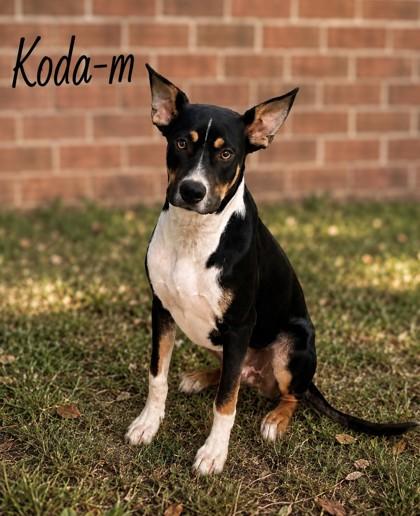 Enlarge Koda, a Adoptable mixed breed in Guntersville, AL image 1/2