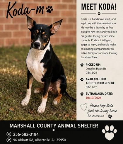 Enlarge Koda, a Adoptable mixed breed in Guntersville, AL image 2/2