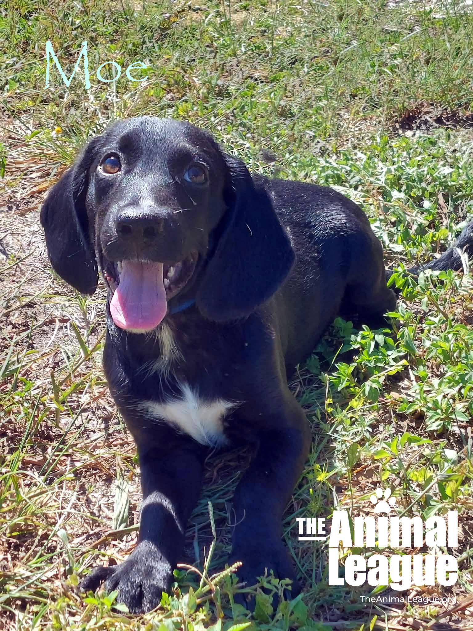 Moe, Adoptable, Puppy Male Labrador Retriever & Hound.
