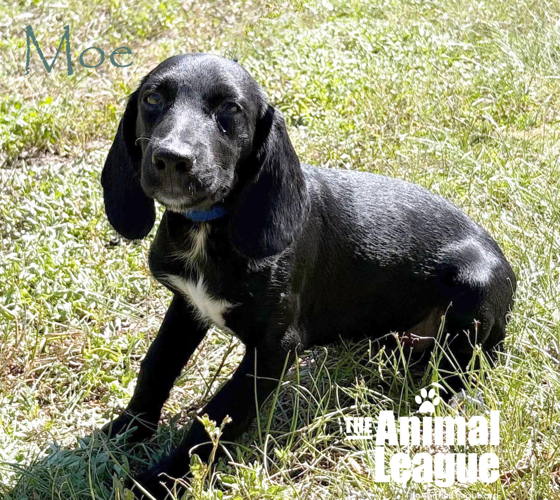 Enlarge Moe, a Adoptable mixed breed in Groveland, FL image 2/2