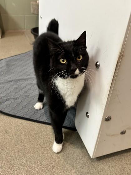 Sadie, Adoptable, Kitten Female Domestic Short Hair & Domestic Short Hair.