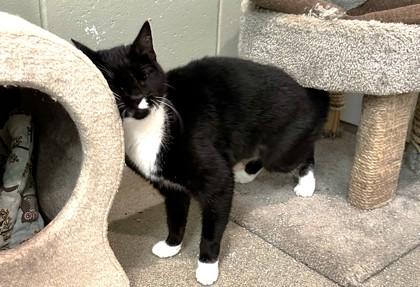 Sadie, Adoptable, Kitten Female Domestic Short Hair & Domestic Short Hair.