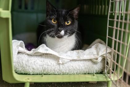 Enlarge Sadie, a Adoptable Domestic Short Hair in Palm Coast, FL image 2/3