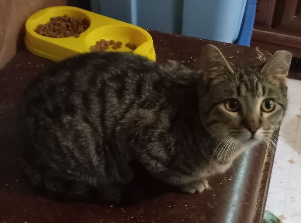 Pinto Bean URGENT - FOSTER NEEDED!