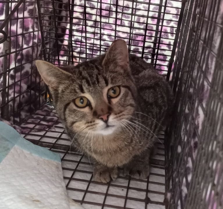 Pinto Bean URGENT - FOSTER NEEDED!