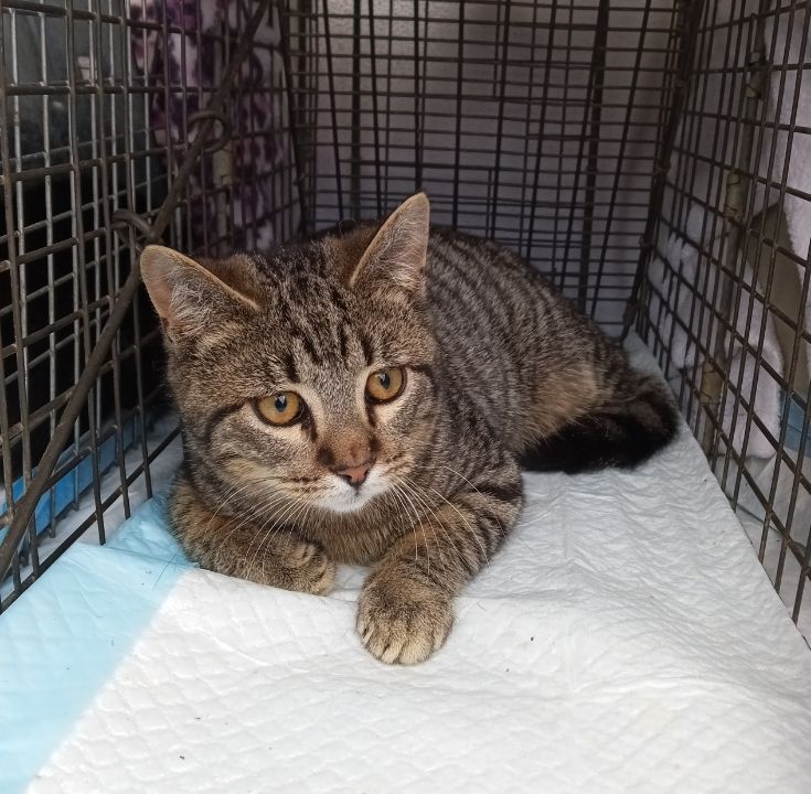 Pinto Bean URGENT - FOSTER NEEDED!