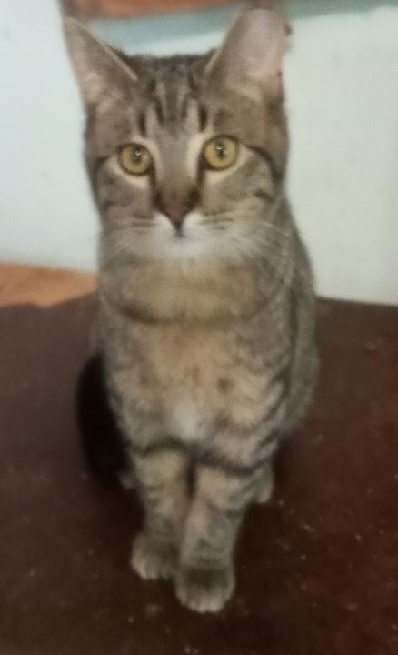 Pinto Bean URGENT - FOSTER NEEDED!, Adoptable, Adult Male Domestic Short Hair & Tabby.