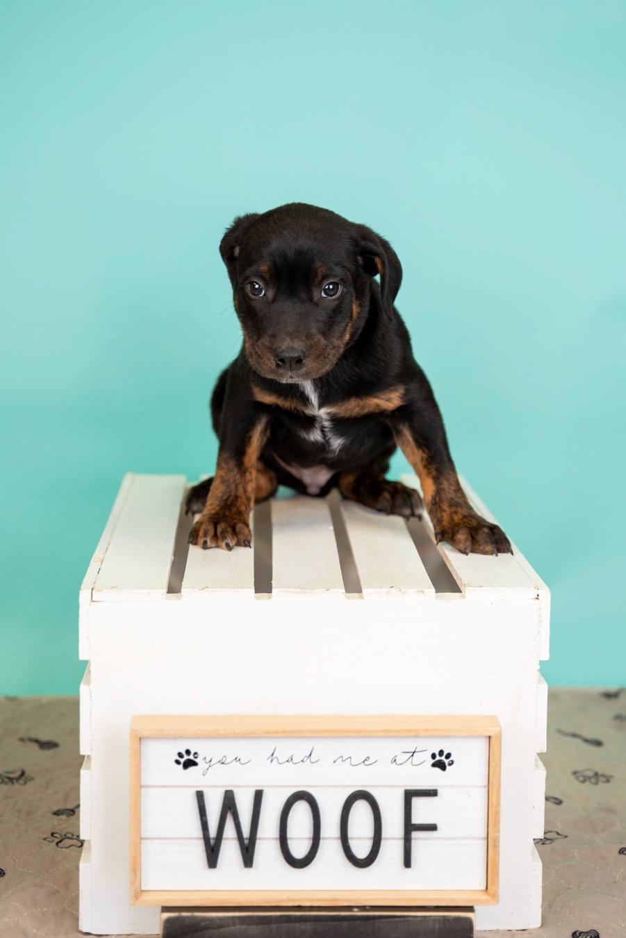 Enlarge 329-26, a ADOPTABLE mixed breed in Brighton, CO image 1/1