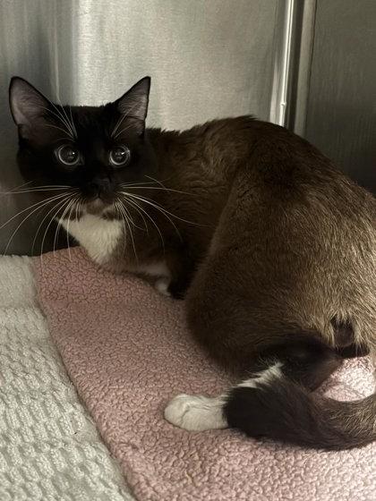 Enlarge Popeye, a Adoptable mixed breed in Atlanta, GA image 1/1