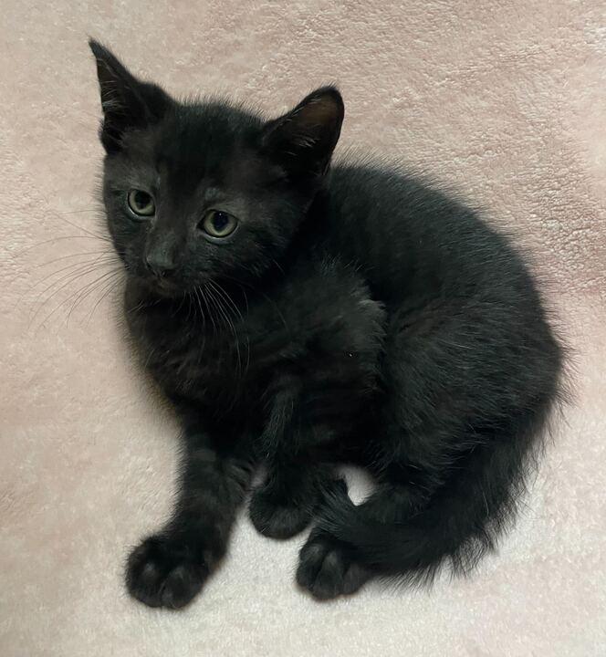 Enlarge Marble, an adopted Domestic Short Hair in Jackson, MI image 4/6