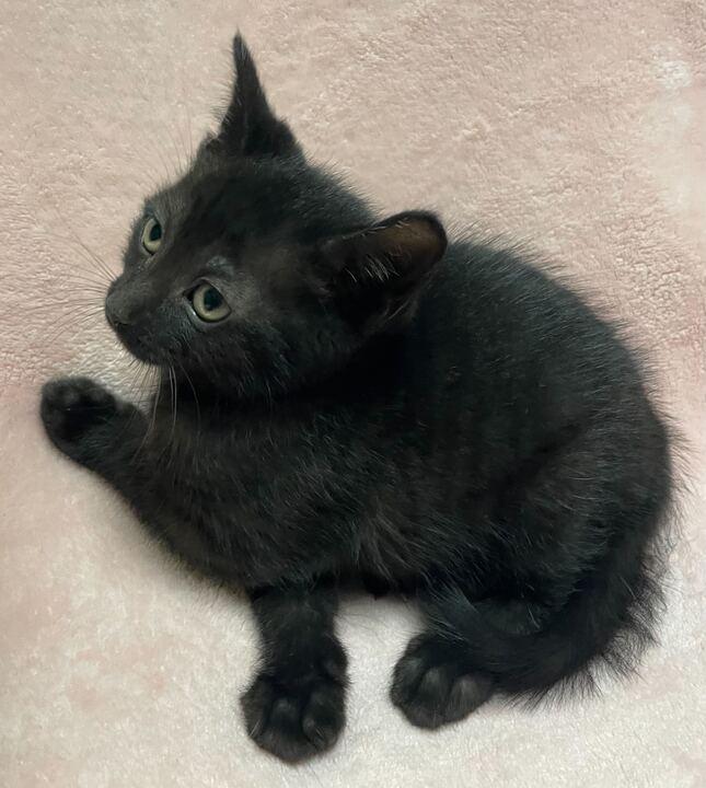 Enlarge Marble, an adopted Domestic Short Hair in Jackson, MI image 2/6