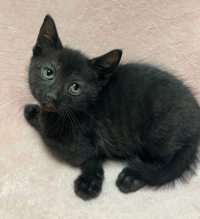 Enlarge Marble, an adopted Domestic Short Hair in Jackson, MI image 6/6