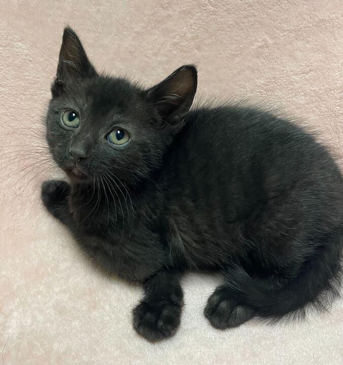 Enlarge Marble, an adopted Domestic Short Hair in Jackson, MI image 5/6