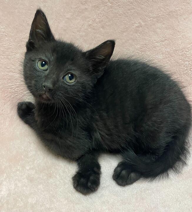 Enlarge Marble, an adopted Domestic Short Hair in Jackson, MI image 1/6