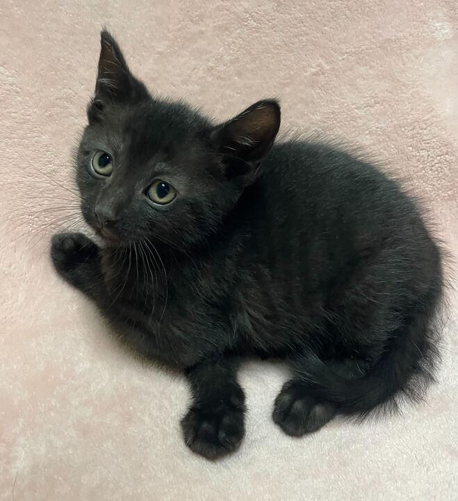 Enlarge Marble, an adopted Domestic Short Hair in Jackson, MI image 3/6