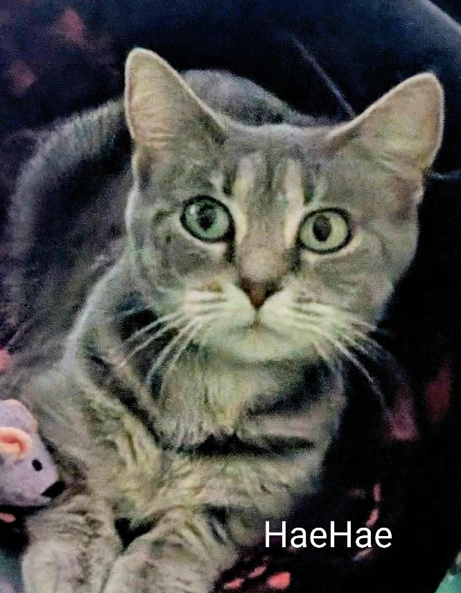 HaeHae, adopted, Adult Female Domestic Short Hair.
