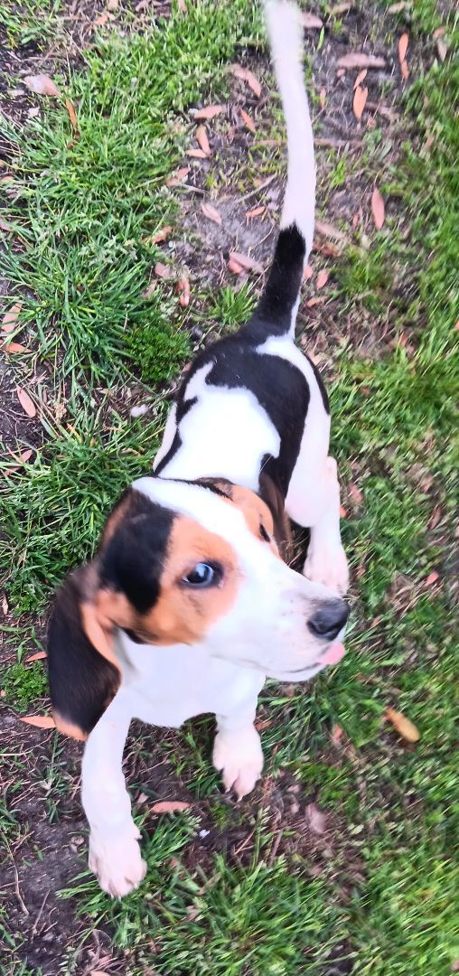 Flossie, a Adopted mixed breed in Branchville, SC image 1/4