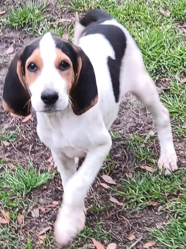 Flossie, a Adopted mixed breed in Branchville, SC image 2/4