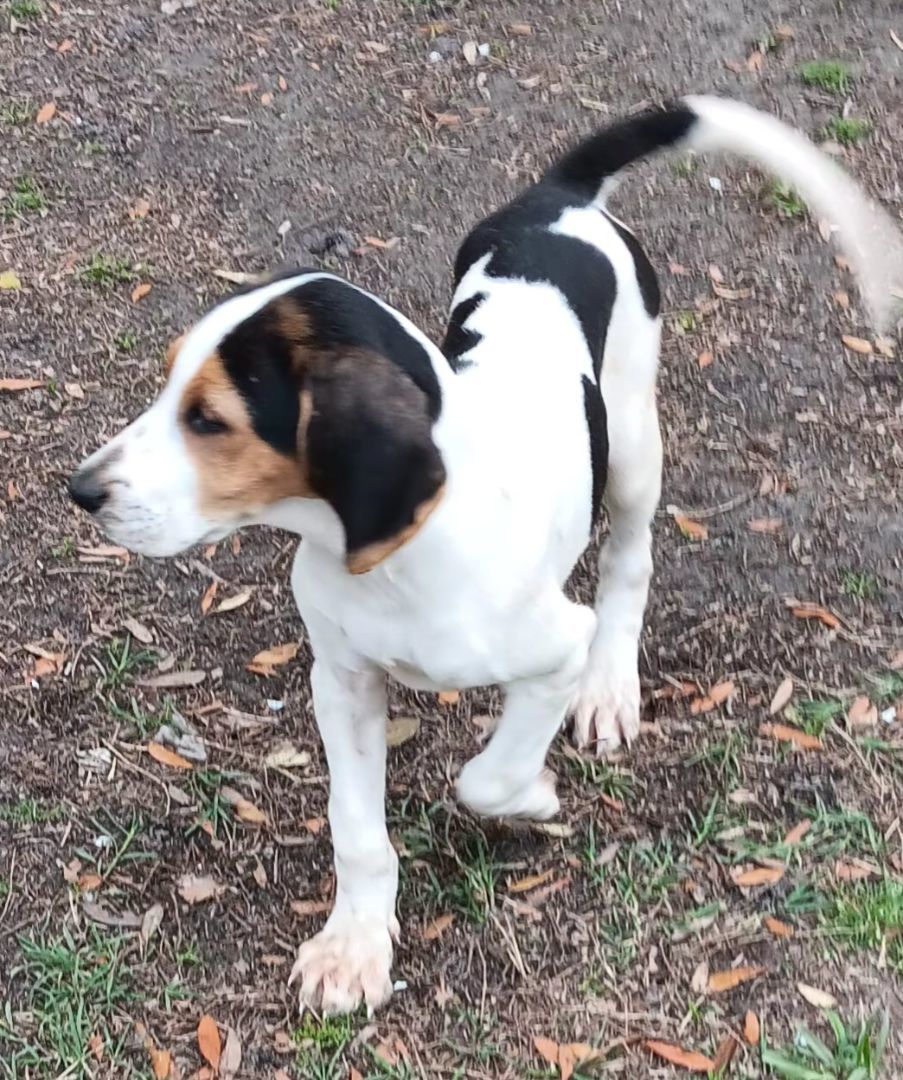 Flossie, a Adopted mixed breed in Branchville, SC image 3/4