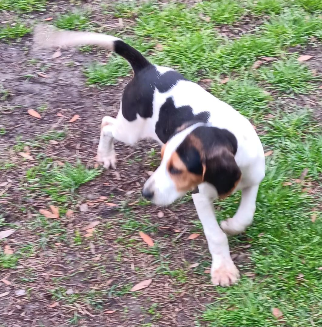 Flossie, a Adopted mixed breed in Branchville, SC image 4/4