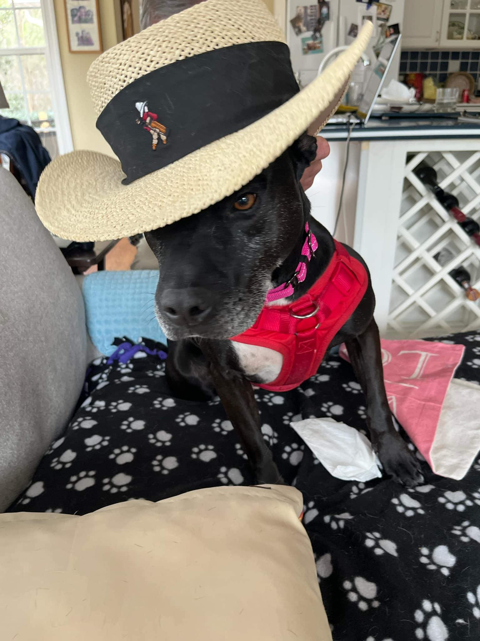 Bella — thumbnail 6