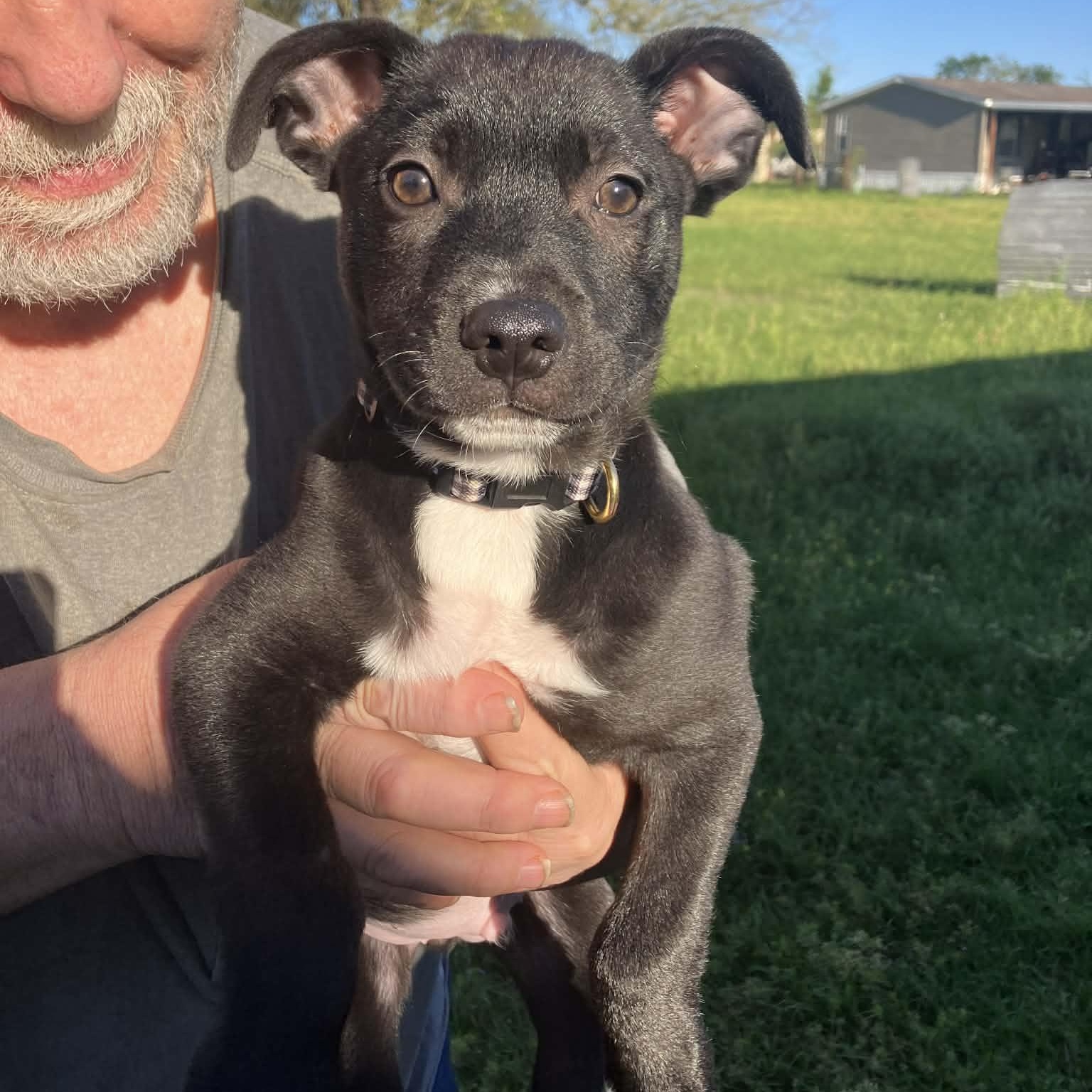 Shaymus, Adoptable, Puppy Male Pit Bull Terrier & Mixed Breed.