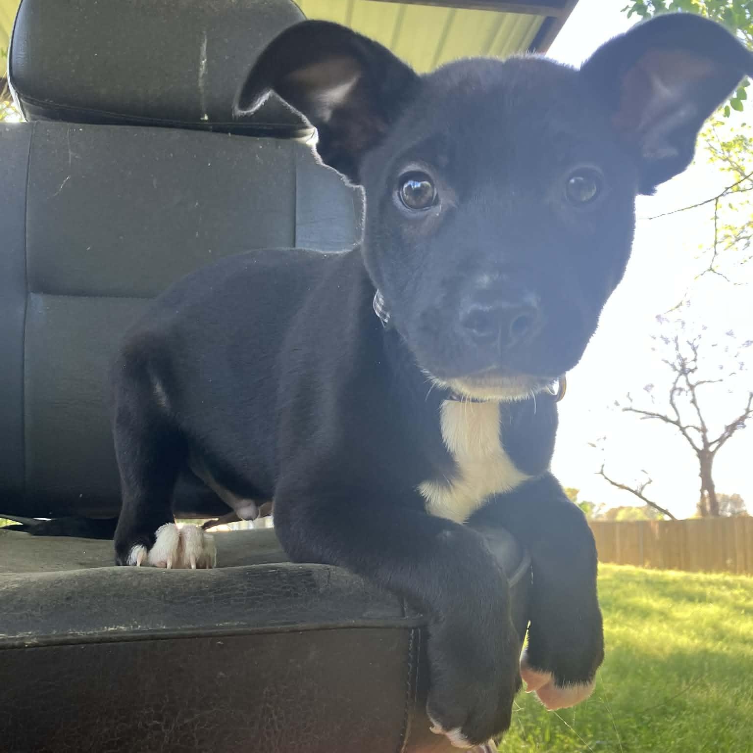 Enlarge Shaymus, a Adoptable mixed breed in Blairstown, NJ image 2/3