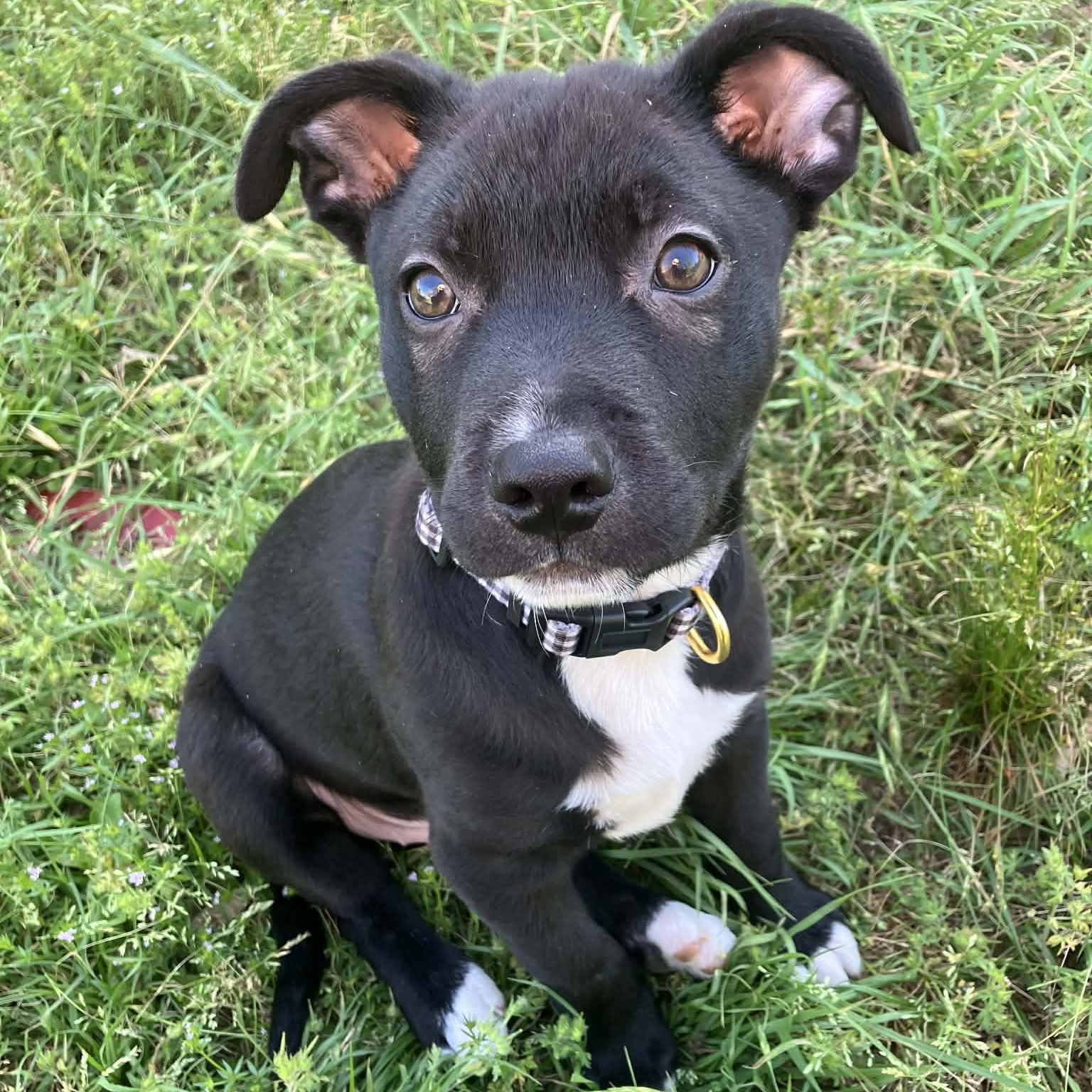 Enlarge Shaymus, a Adoptable mixed breed in Blairstown, NJ image 3/3