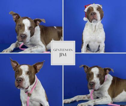 Gentleman Jim, Adoptable, Adult Male Pit Bull Terrier & Mixed Breed.