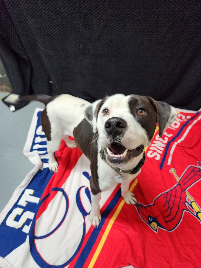 Gage, Adoptable, Young Male Pit Bull Terrier.