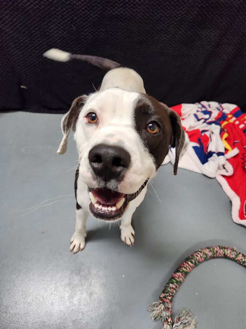 Gage, a Adoptable Pit Bull Terrier in Hawk Point, MO image 2/4