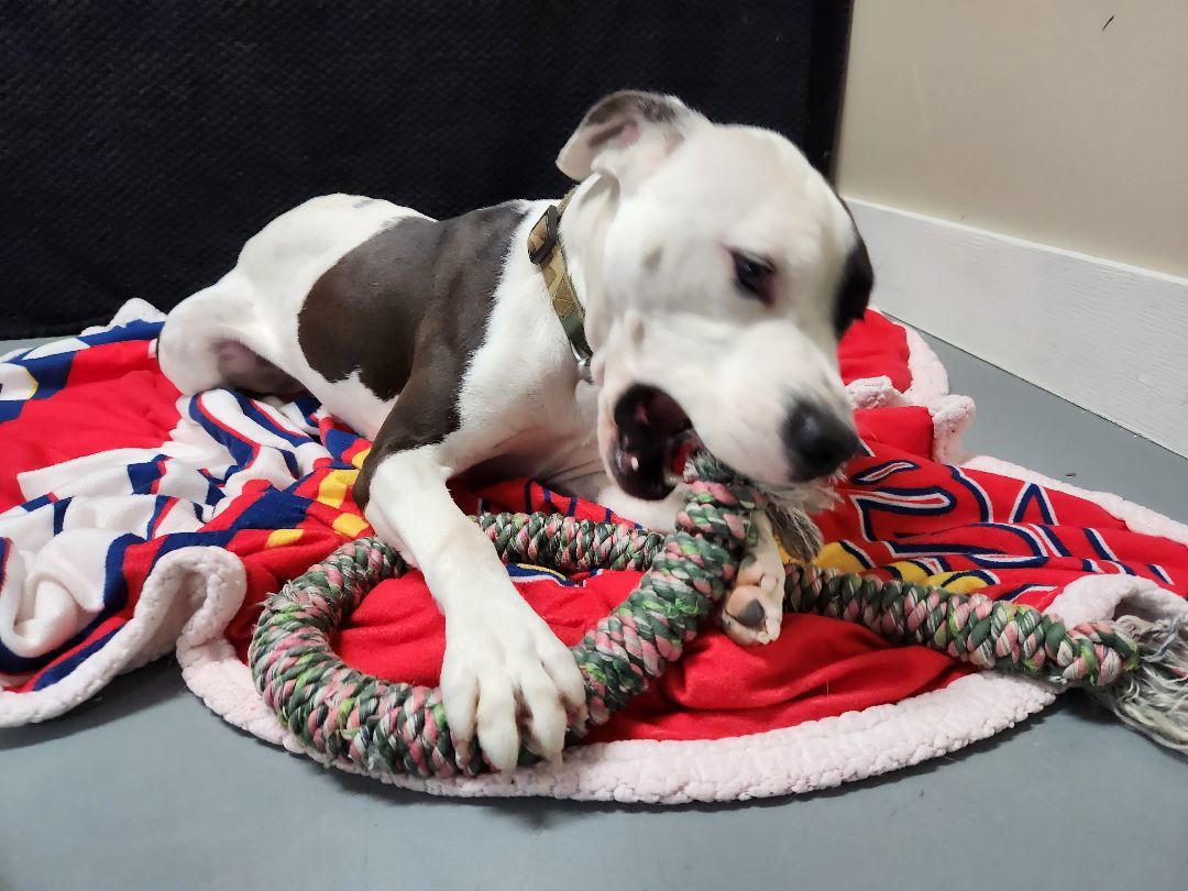 Gage, a Adoptable Pit Bull Terrier in Hawk Point, MO image 3/4