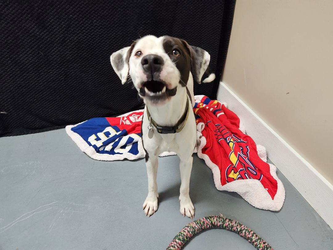 Gage, a Adoptable Pit Bull Terrier in Hawk Point, MO image 4/4