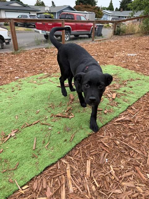 Bandit, an adopted mixed breed in Amity, OR image 3/6