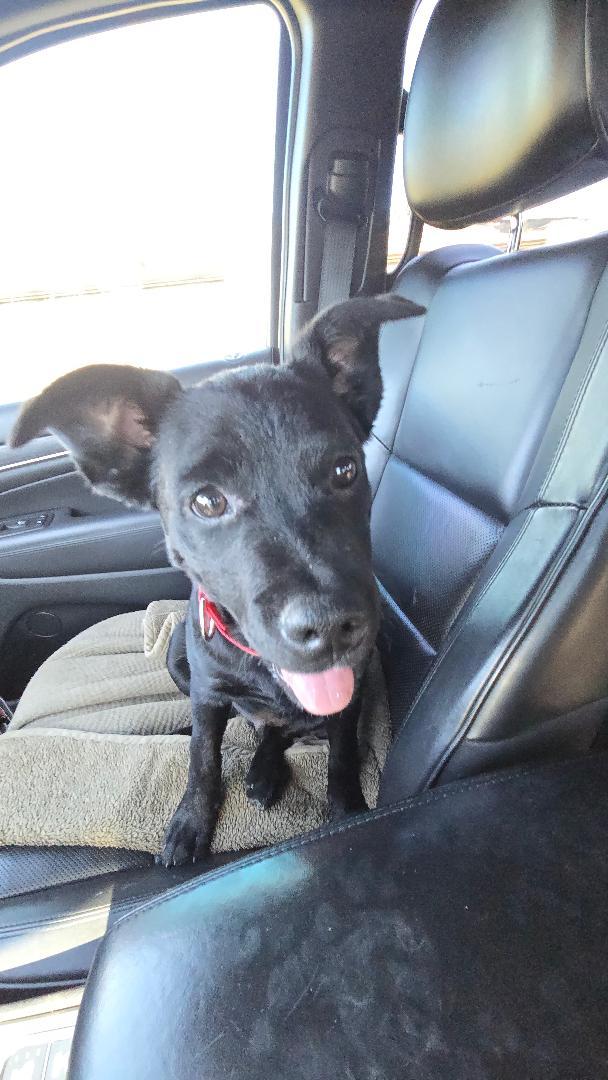 Bandit, adopted, Puppy Male Border Collie & Black Labrador Retriever.