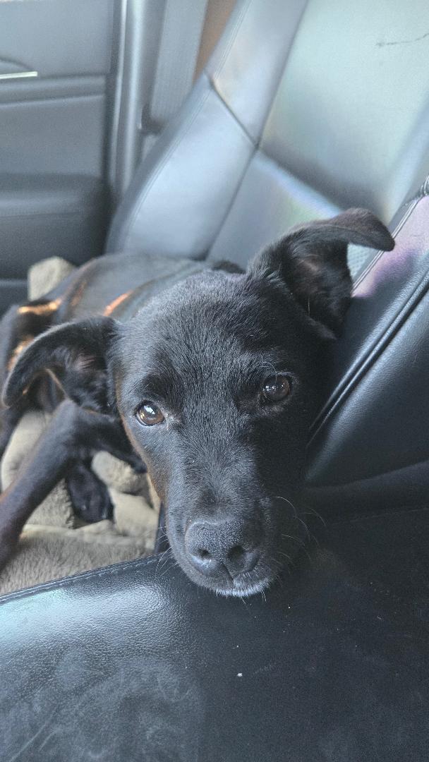 Bandit, an adopted mixed breed in Amity, OR image 4/6