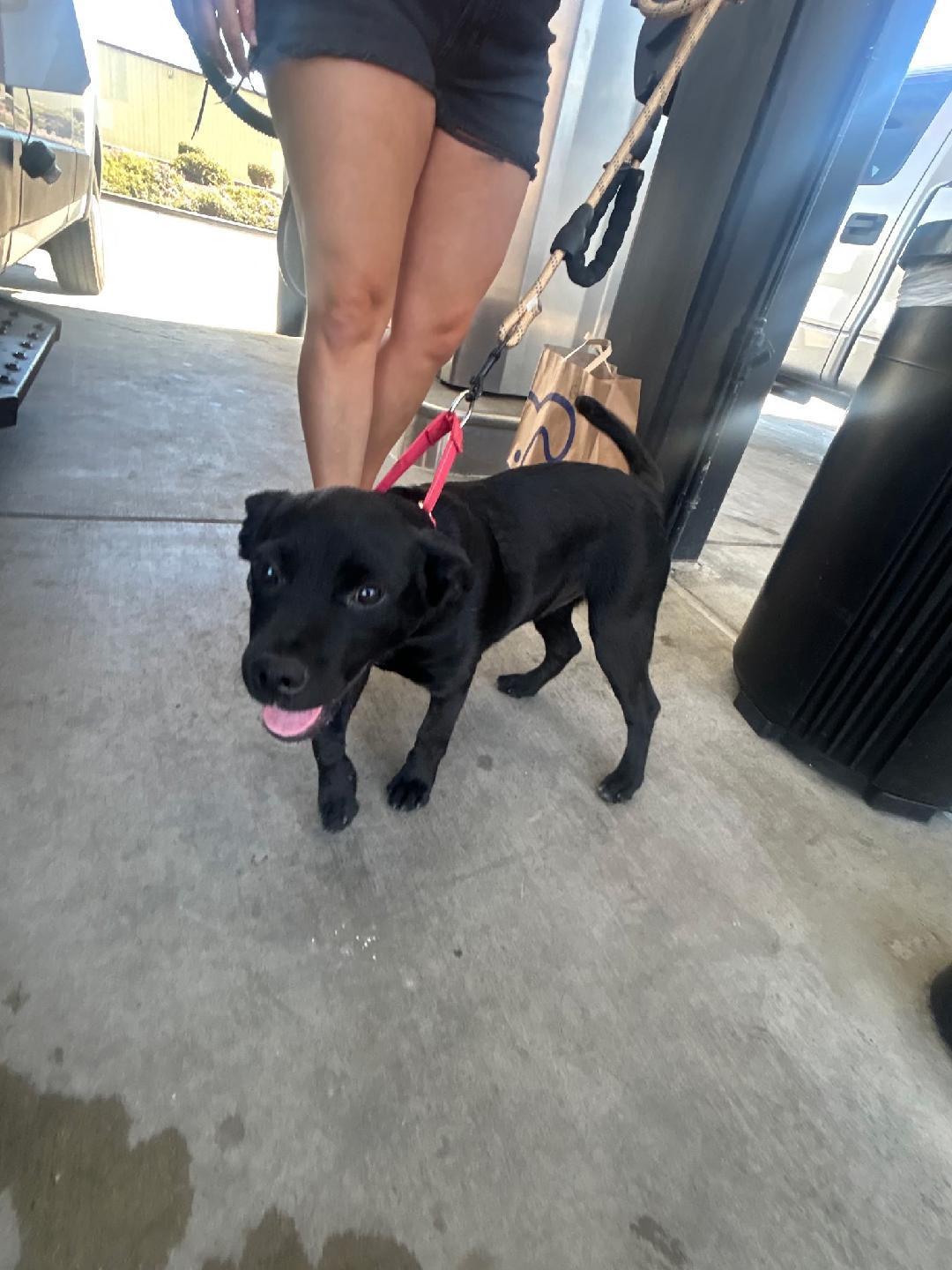 Bandit, an adopted mixed breed in Amity, OR image 2/6