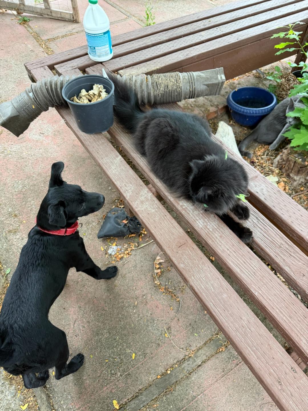 Bandit, an adopted mixed breed in Amity, OR image 5/6